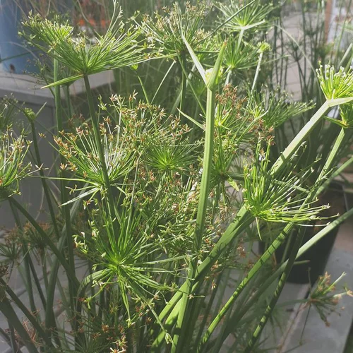 Idée extérieur：Papyrus nain - Le pot de 3,9 litres