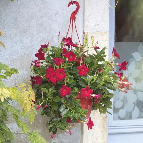 Nature facile:Dipladénia Sundaville Buisson Trio - La suspension de 26 cm