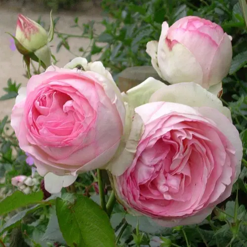 Pour compléter votre jardin:Rosier grimpant Pierre de Ronsard® Meiviolin rose. Le pot de 7,5 litres