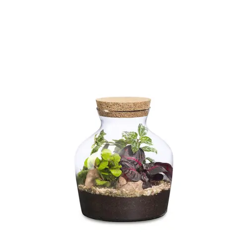Pour donner du style à l’extérieur:Terrarium autonome Dean botanic® - Ø 20 x 21 cm