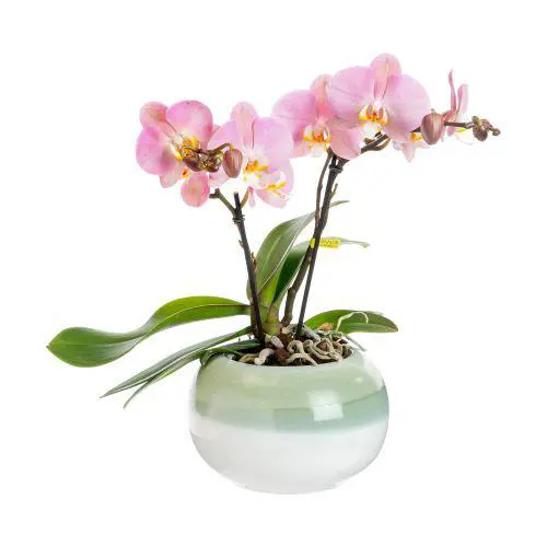Au service de vos extérieurs：Orchidée Phalaenopsis Tablo 2 branches avec cache-pot botanic® - Ø 12 cm