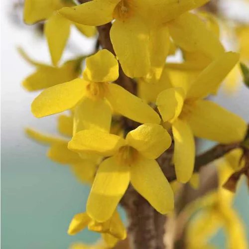 Jardin durable：Forsythia Intermedia Lynwood