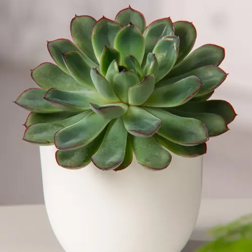 Espace vert pratique：Echeveria Pellucida. Le pot de 4 litres