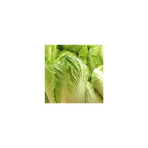 Jardin quotidien:Chou Chinois Bio. La barquette de 3 plants