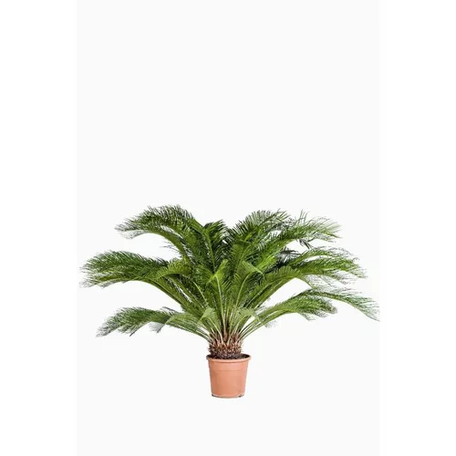 Mieux dehors:Cyca Revoluta vert en pot de 18 L