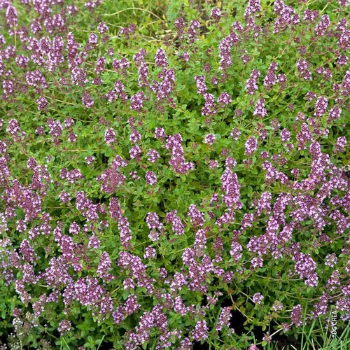 Conçu pour vos extérieurs：Thym Serpolet Bio. Le pot de 1 litre