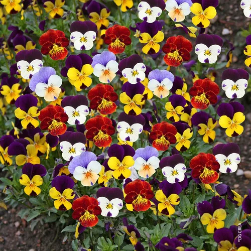 Un essentiel du jardin：Pensee et Viola - La suspension