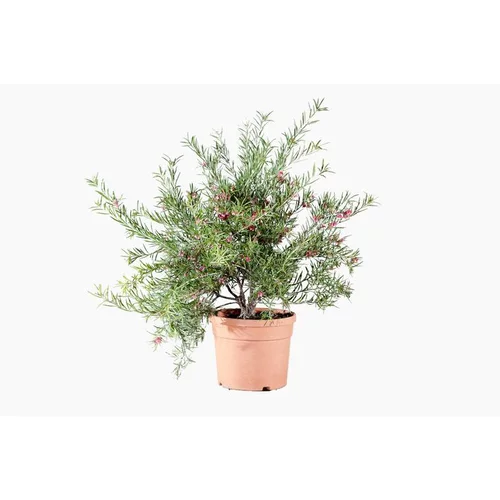 Au quotidien：Grevillea Rosmarinifolia rouge. Le pot de 3 litres
