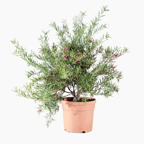 Une idée pour votre jardin:Grevillea Rosmarinifolia Jeukensiii rose. Le pot de 4 litres