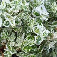 Pour un extérieur bien équipé:Euonymus Fort.Harlequin - Le pot de 10.5 cm