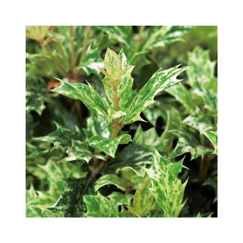 Pour mieux organiser vos extérieurs:Osmanthus Heterophyllus Goshiki 60/80 cm en pot de 10 L