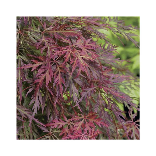 Pour vos espaces verts：Erable du Japon (ACER PALMATUM ORANGEOLA ) Le pot de 7 litres