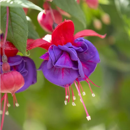 Pour vos aménagements extérieurs:Fuchsia à fleurs multicolores - Le pot de 3 litres