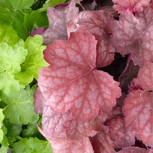 Espace vert sélection：Heuchera coloris variés. Le pot de 2 litres