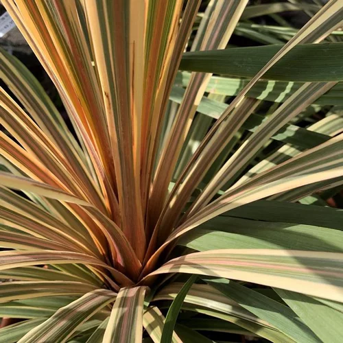 Espace vert utile:Cordyline Ausralis Torbay Dazzler. Le pot de 5 litres
