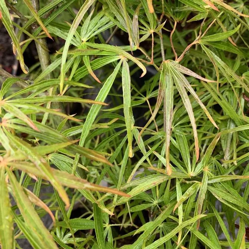 Qualité jardin:Érable du Japon greffé Scolopendripolium vert. Le pot de 10 litres