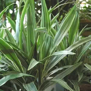 Une idée pour votre jardin:Dracaena composition surprise. Le pot de Ø 24 x H 90 cm, forme ramifiée