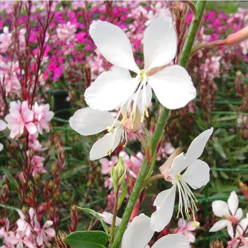Jardin utile：Gaura Varié - Le pot de 7,5 litres