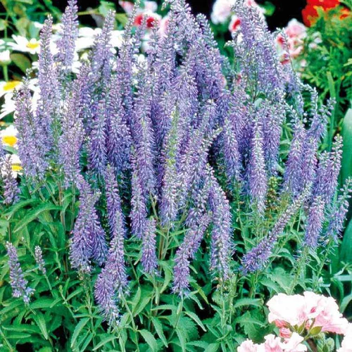 Pour personnaliser votre jardin:Véronique épis bleus - Le pot de 9 x 9 cm