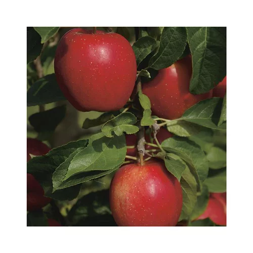 Votre allié à l’extérieur：Pommier Delbardivine ® Bio. Le pot de 12 litres forme gobelet
