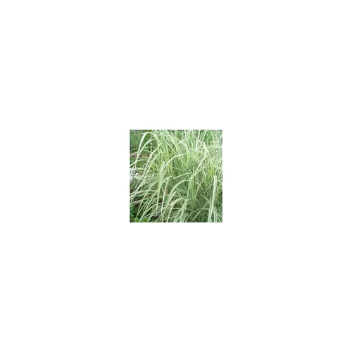 Pour tous jardins:Miscanthus Sinensis Morning Light - Le pot de 4 litres
