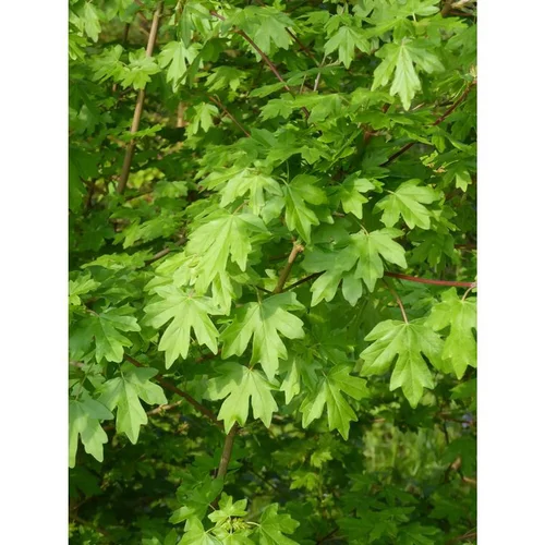 Pour vos envies d’extérieur:Acer Campestre (Erable champêtre) en pot de 5 L vert