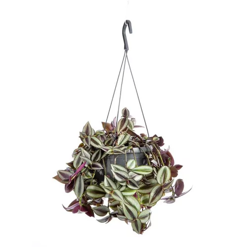 Sélection pour vos extérieurs：Tradescantia suspension Ø18xH40 cm