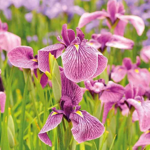 Qualité pour le jardin：Iris japonais godet 9x9 cm