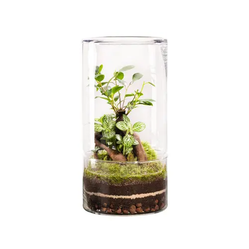Tout au jardin:Terrarium autonome botanic® Green Tower Ginseng - Taille L Ø 15 cm H 30 cm