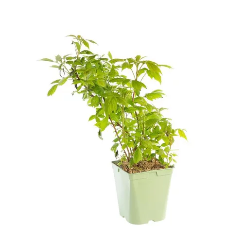 Nature facile：Framboisier Willamette Bio. Le pot de 5 litres