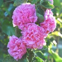 Jardin solution：Rose trémière - Le pot de 3 litres
