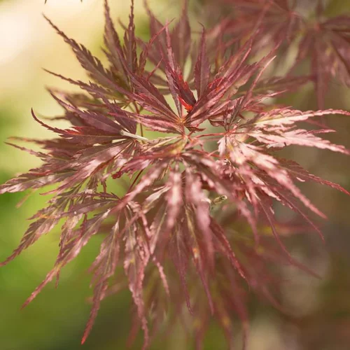 Confort dehors：Érable du Japon Dissectum Tamukeyama rouge. Le pot de 150 litres, forme tige