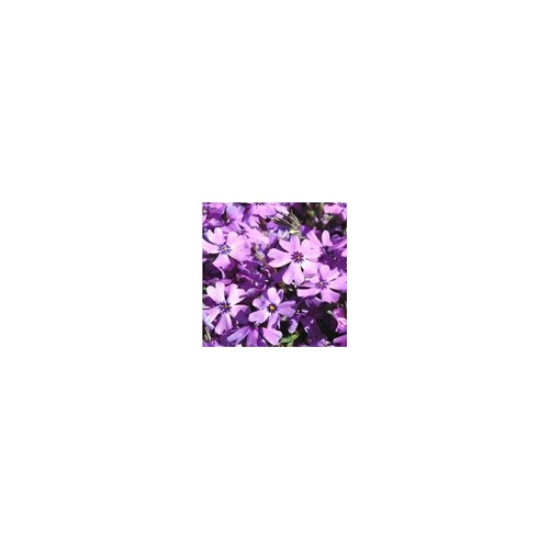 Solution pour le jardin:Phlox mousse - Le pot de 1 litre