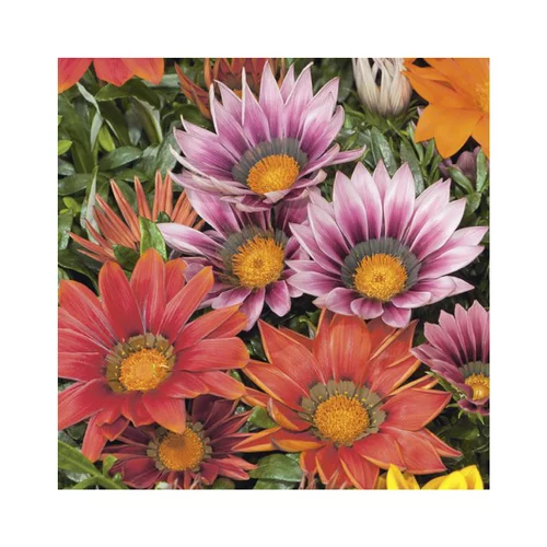 Jardin pratique：Gazania - La coupe en terre cuite