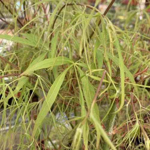 Loisirs jardin:Érable du Japon Koto no Ito vert. Le pot de 5 litres, 60/80 cm