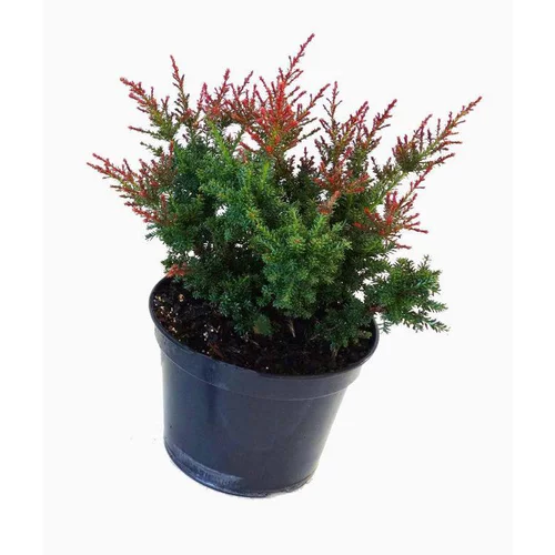 Extérieur facile：Podocarpus Lawrencei Red Tip 40/50 en pot de 5 L vert