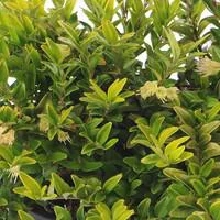 Essentiel pour le jardin:Lonicera Nitida - Le pot de 1 litre
