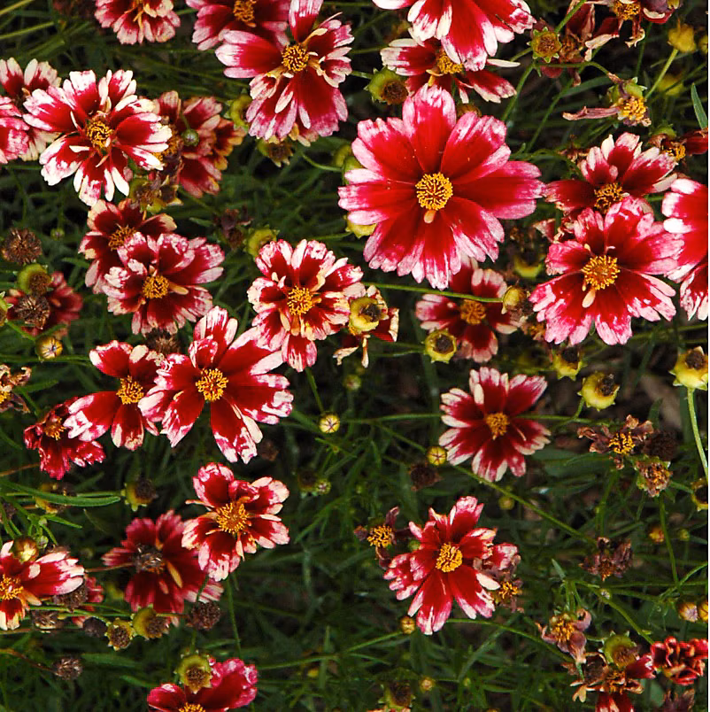 6 x Coreopsis 'Ruby Frost' – godet 9cm x 9cm
