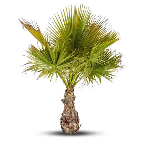 Bien utile au jardin：Washingtonia Robusta ou Palmier du Mexique 60/80 cm en pot de 70 L