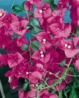 Jardin à vivre：Bougainvillier varié sur pyramide – Pot de 15L