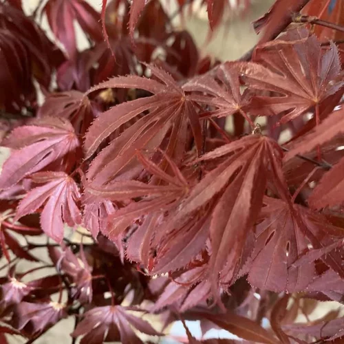 Pour la maison et le jardin:Érable du Japon Oregon Sunset rouge. Le pot de 5 litres