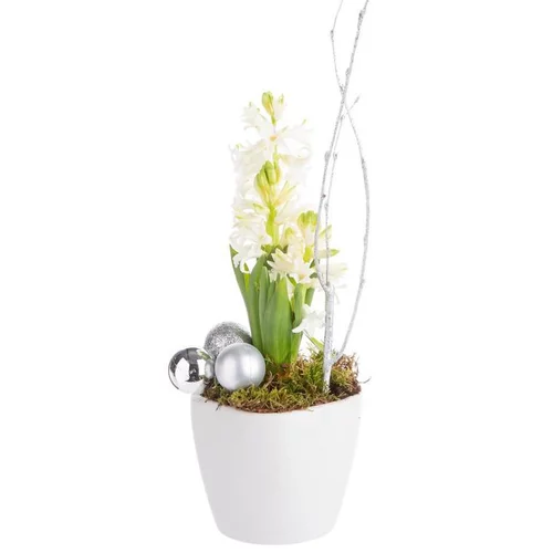 Jardin à découvrir:Composition de Noël jacinthe multicolore en céramique blanc