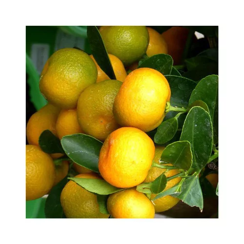 Pour tous les jours:Calamondin. Le pot de 7 litres