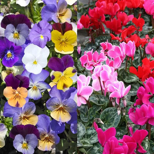 Jardin à aménager:Viola + Mini Cyclamen - La jardinette