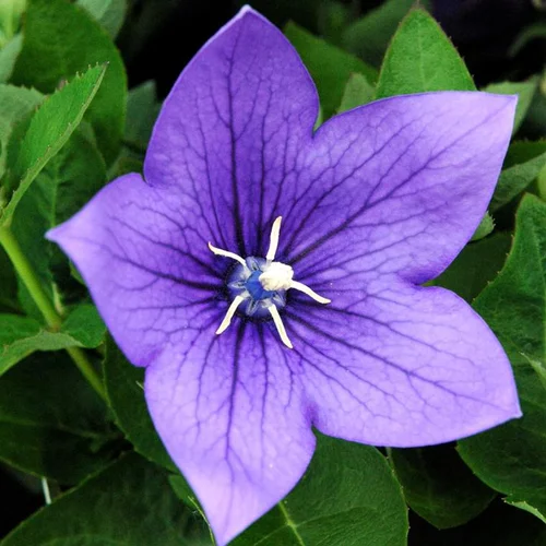Choix jardin：Platycodon Grandiflorus - Le pot de 2 litres