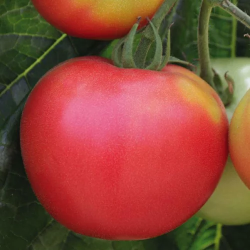 Jardin en extérieur：Tomate Ronde Rose De Berne Bio. La barquette de 3 plants