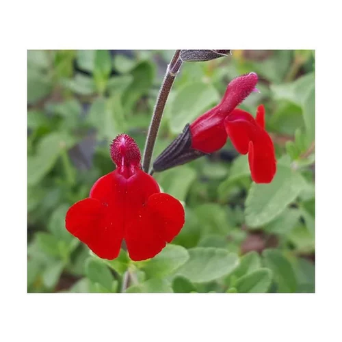 Bien pensé extérieur：Sauge Salvia x Jamensis Rêve rouge Fauresal02 - Le pot de 3 litres