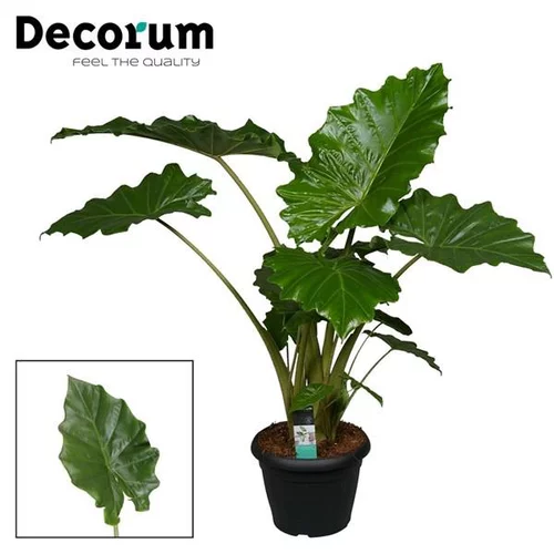 Jardin accessoire:Alocasia Portodora Pot Ø35 cm H150 cm
