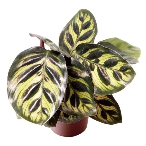 Espace vert moderne:Calathea makoyana. Le pot de Ø 6 cm