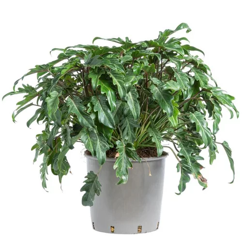 À découvrir pour l’extérieur:Philodendron Xanadu. Le pot de 15 litres